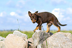 Australian Kelpie Welpe