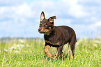 Australian Kelpie Welpe