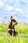 Australian Kelpie Welpe