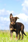 Australian Kelpie Welpe