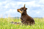 Australian Kelpie Welpe