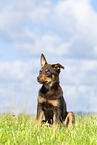 Australian Kelpie Welpe