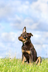 Australian Kelpie Welpe