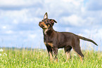 Australian Kelpie Welpe