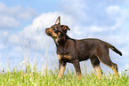 Australian Kelpie Welpe