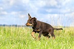 Australian Kelpie Welpe