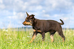 Australian Kelpie Welpe