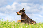 Australian Kelpie Welpe