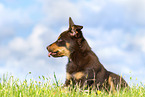 Australian Kelpie Welpe