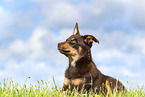 Australian Kelpie Welpe