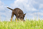 Australian Kelpie Welpe