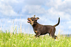 Australian Kelpie Welpe