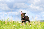 Australian Kelpie Welpe