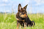 Australian Kelpie Welpe