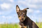 Australian Kelpie Welpe