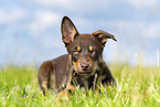 Australian Kelpie Welpe