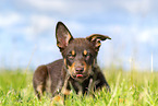 Australian Kelpie Welpe