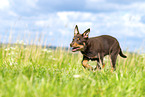 Australian Kelpie Welpe