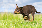 Australian Kelpie Welpe