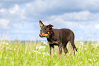 Australian Kelpie Welpe