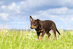 Australian Kelpie Welpe