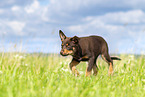 Australian Kelpie Welpe