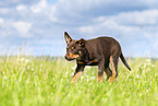 Australian Kelpie Welpe