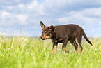 Australian Kelpie Welpe