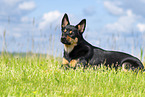 Australian Kelpie im Sommer