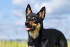 Australian Kelpie im Sommer