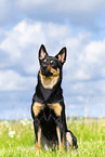 Australian Kelpie im Sommer