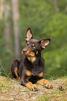 junger Australian Kelpie