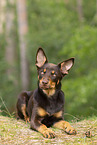 junger Australian Kelpie