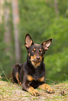 junger Australian Kelpie