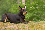 junger Australian Kelpie