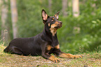 junger Australian Kelpie