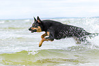 ausgewachsener Australian Kelpie