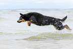 ausgewachsener Australian Kelpie