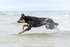 ausgewachsener Australian Kelpie