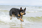 ausgewachsener Australian Kelpie