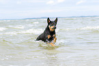 ausgewachsener Australian Kelpie