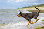 junger Australian Kelpie