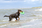 junger Australian Kelpie