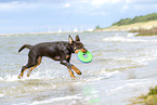 junger Australian Kelpie