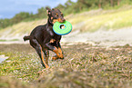 junger Australian Kelpie