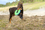 junger Australian Kelpie