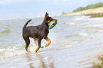 junger Australian Kelpie