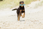 junger Australian Kelpie