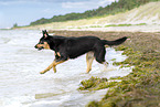 ausgewachsener Australian Kelpie