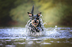 Australian Kelpie